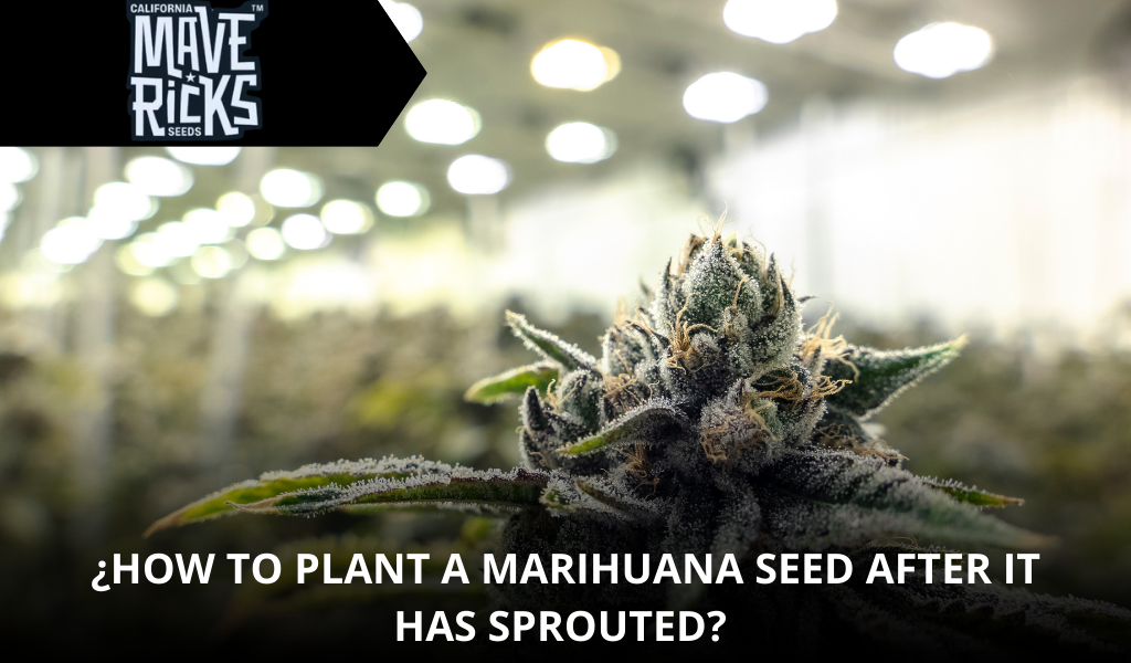 How to Plant a Marijuana Seed After It Has Sprouted? Step-by-Step Grower’s Guide