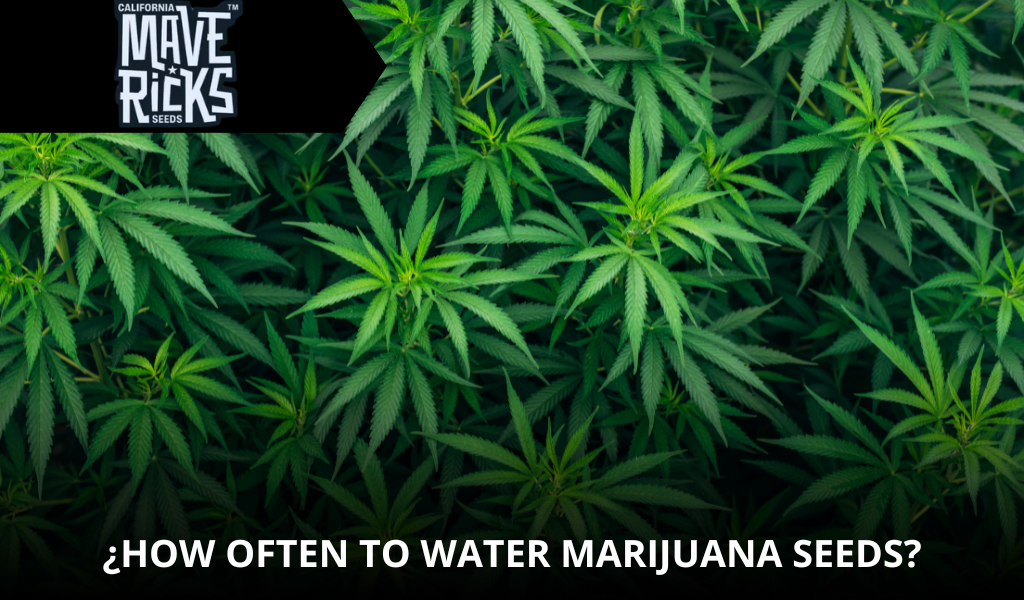 How Often to Water Marijuana Seeds? Complete Grower’s Guide