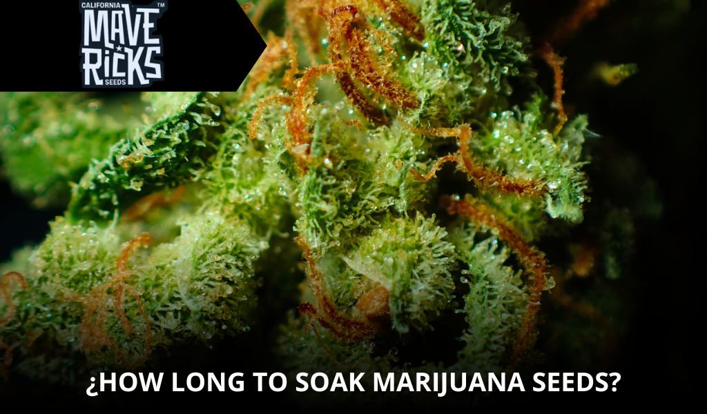 How Long to Soak Marijuana Seeds Before Germination? Complete Grower’s Guide