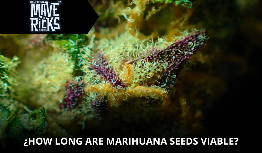 How Long Are Marijuana Seeds Viable? Complete Guide for Growers and Collectors