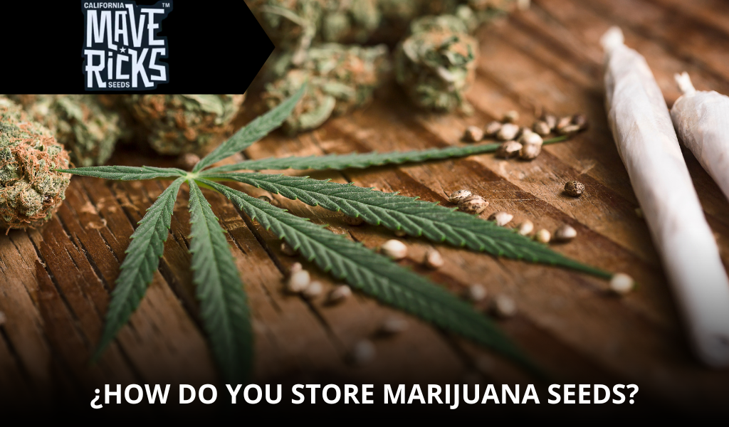 How to Store Marijuana Seeds: Expert Guide for Long-Term Preservation