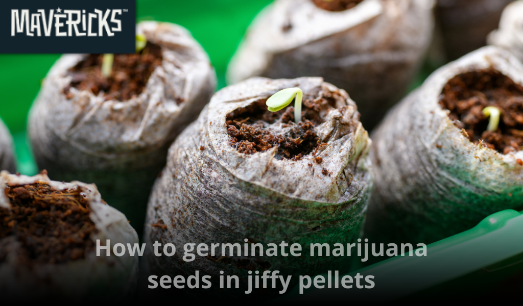 How to germinate marijuana seeds in Jiffy pellets