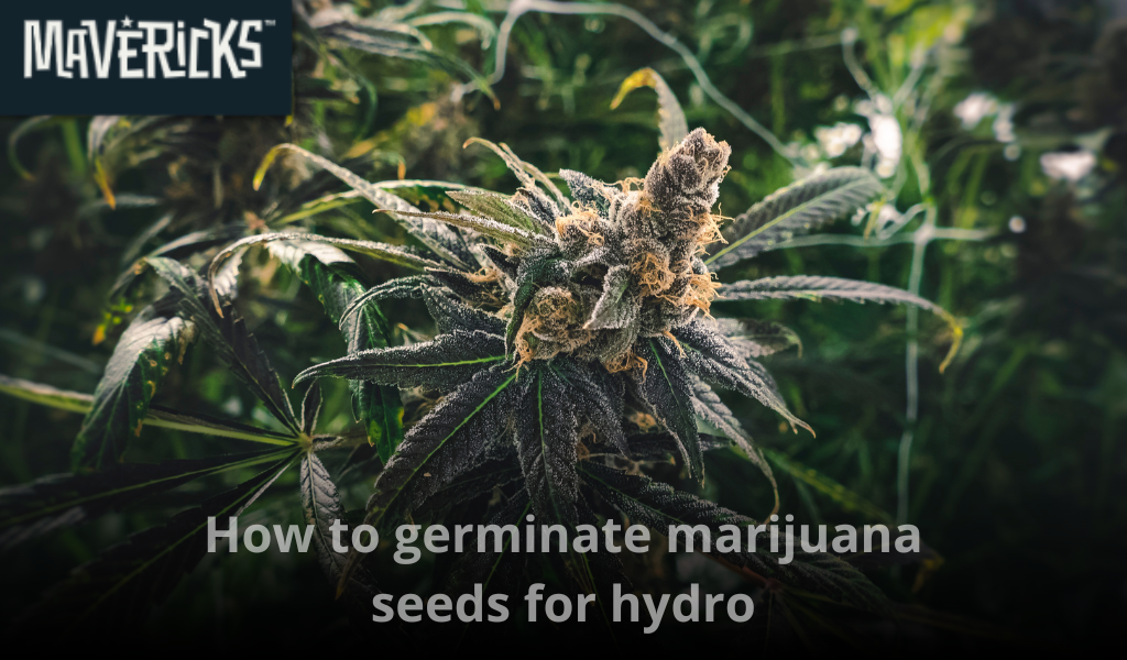 How to germinate marijuana seeds for hydroponics