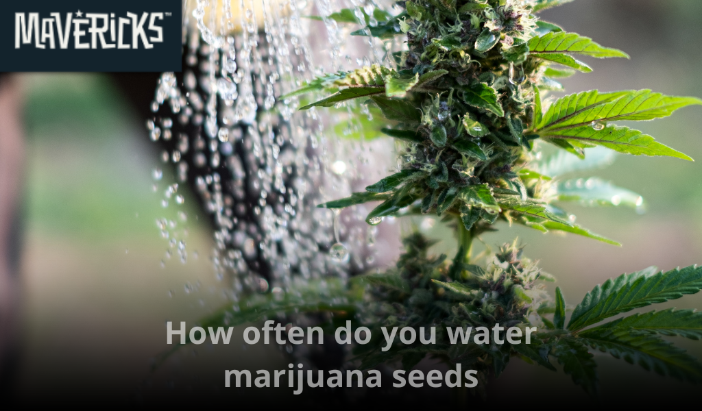 How often do you water marijuana seeds