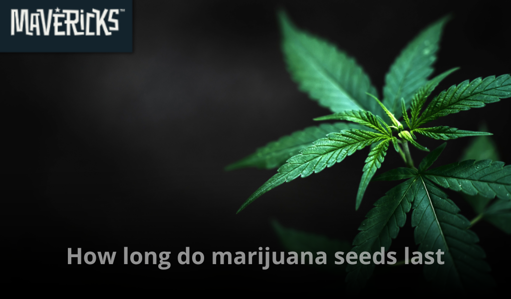 How long do marijuana seeds last in storage