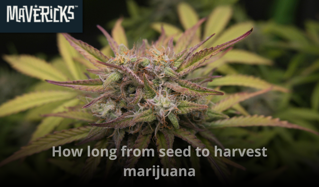 How long from seed to harvest marijuana takes