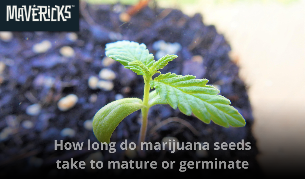 How long do marijuana seeds take to germinate or mature