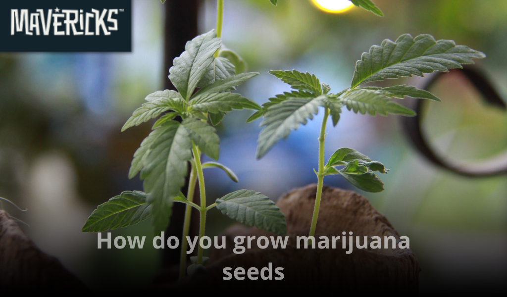 How to grow marijuana seeds step by step