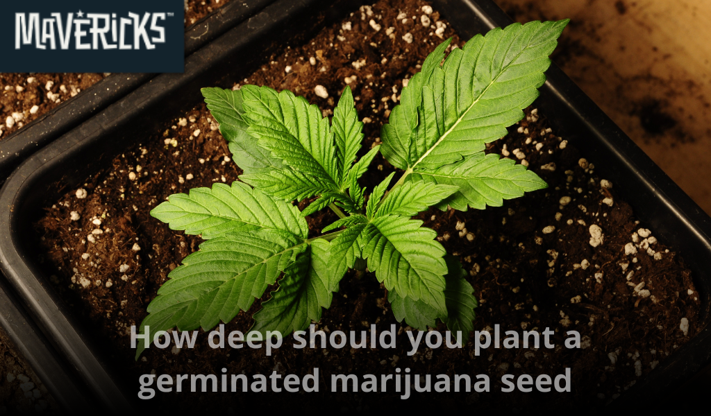 How deep to plant a germinated marijuana seed