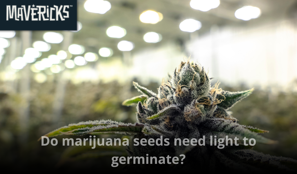 Do marijuana seeds need light to germinate?