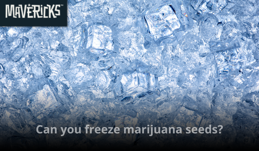 Can you freeze marijuana seeds?