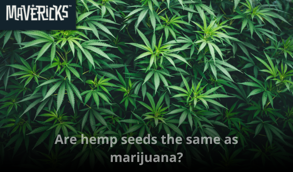 Are hemp seeds the same as marijuana?