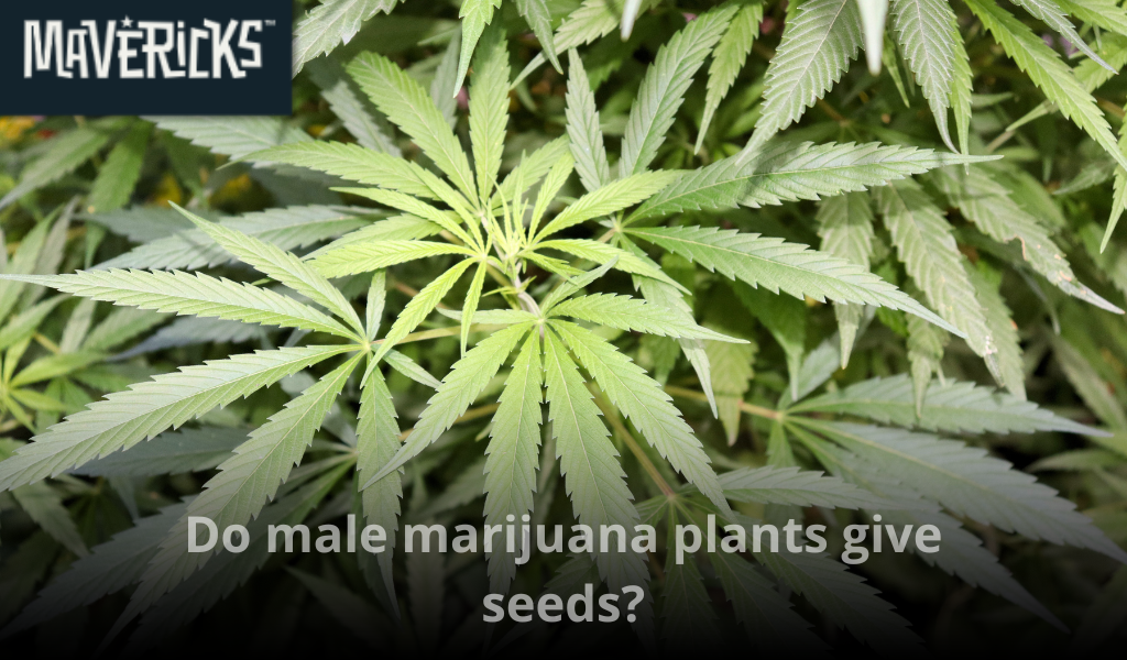 Do male marijuana plants give seeds?