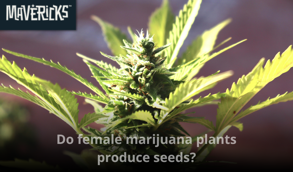 Do female marijuana plants produce seeds?