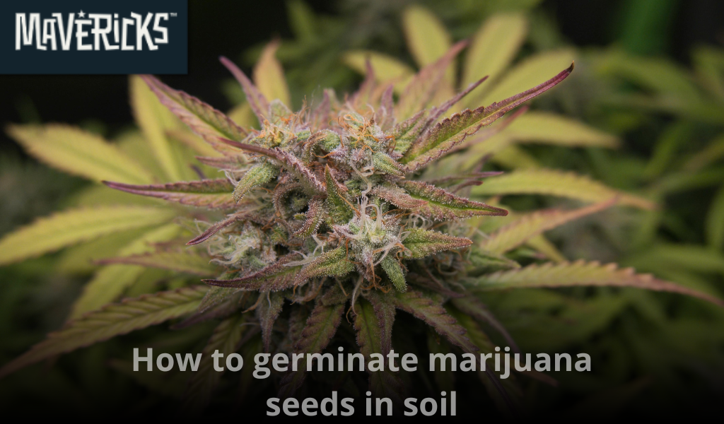 How to germinate marijuana seeds in soil: The complete grower’s guide