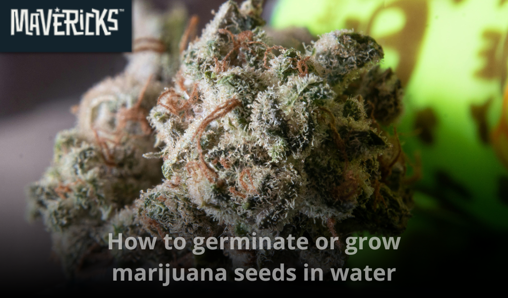 How to germinate marijuana seeds in water: A step-by-step guide for fast and healthy sprouts