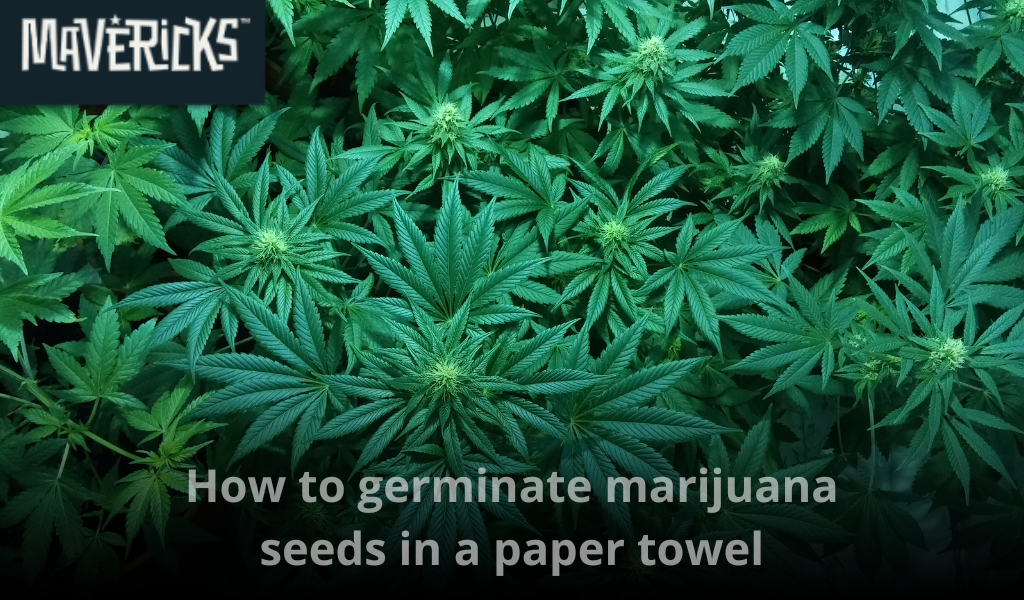 How to germinate marijuana seeds: The ultimate guide for cannabis growers.
