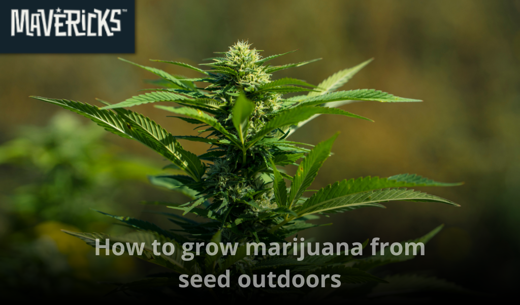 How to grow marijuana from seed outdoors: A complete guide for successful outdoor cannabis cultivation