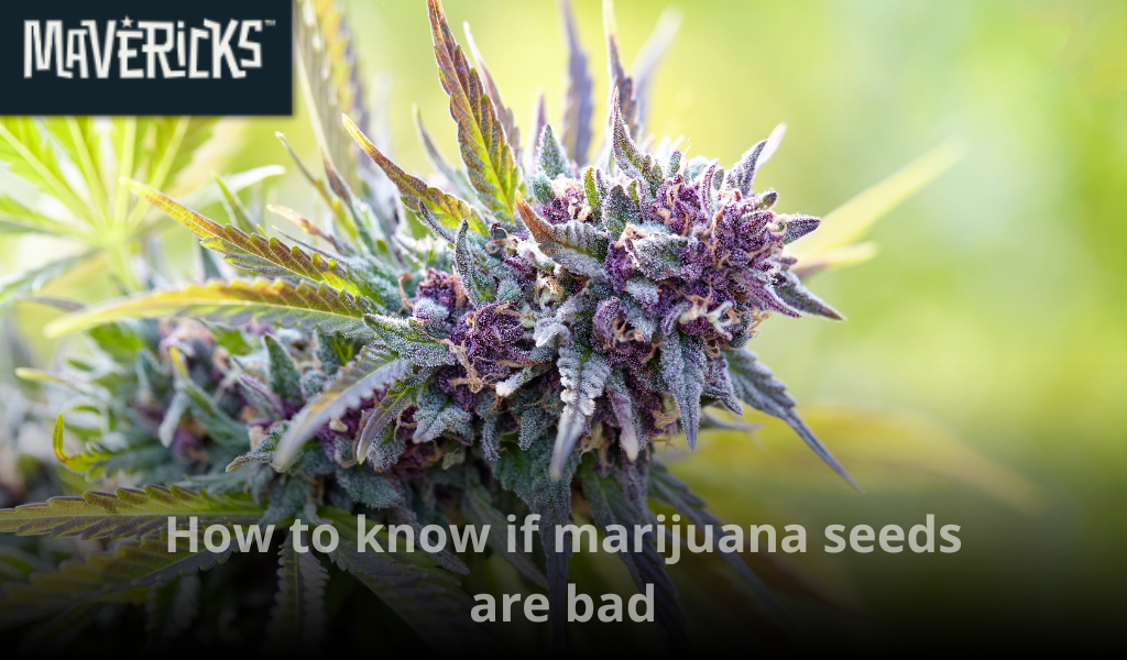 How to know if marijuana seeds are bad: A complete guide to identifying dead or low-quality cannabis seeds