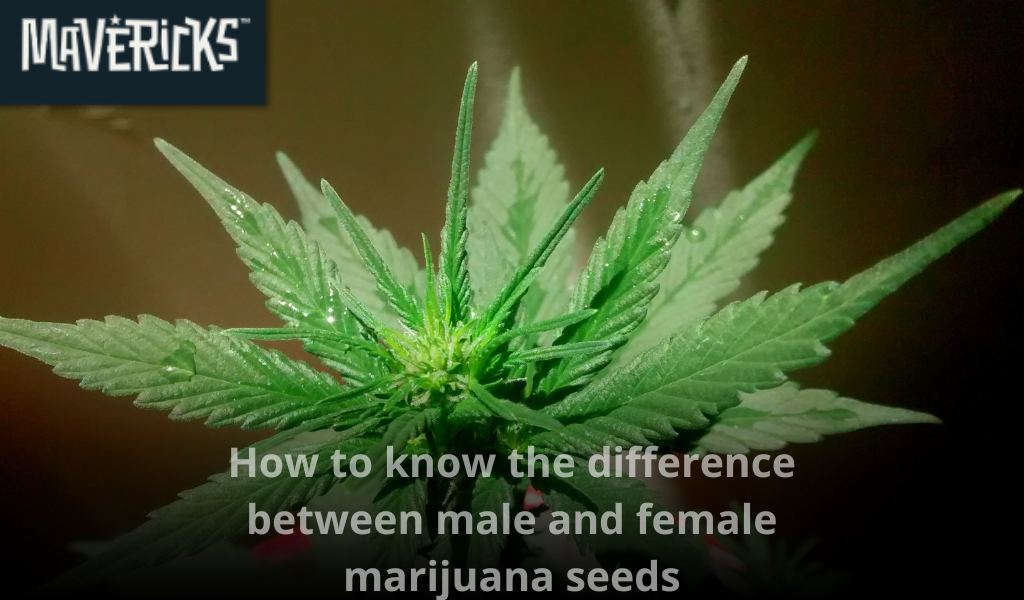 How to tell male from female marijuana seeds: Truth, myths, and guaranteed solutions