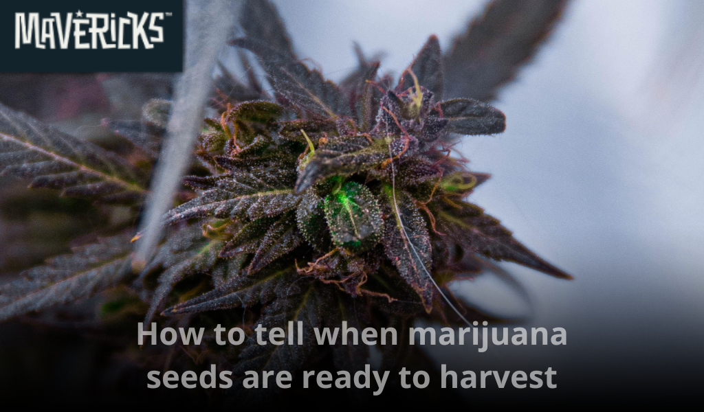 How to tell when marijuana seeds are ready to harvest: A complete guide for seed maturity