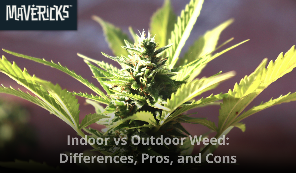 Indoor vs Outdoor Weed: Differences, Pros, and Cons