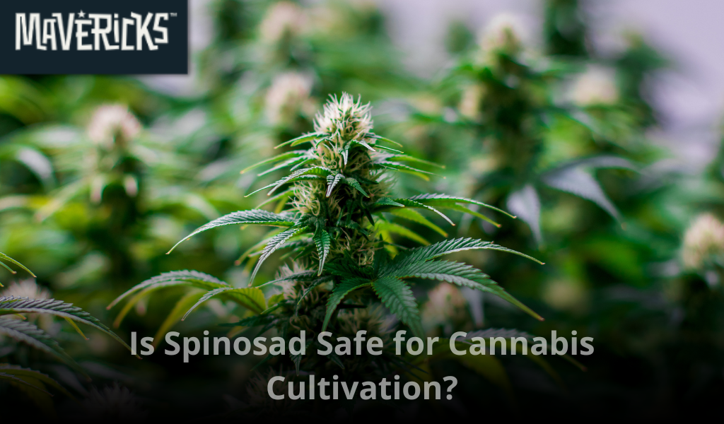 Is Spinosad Safe for Cannabis Cultivation? A Grower’s Guide to Using It Right