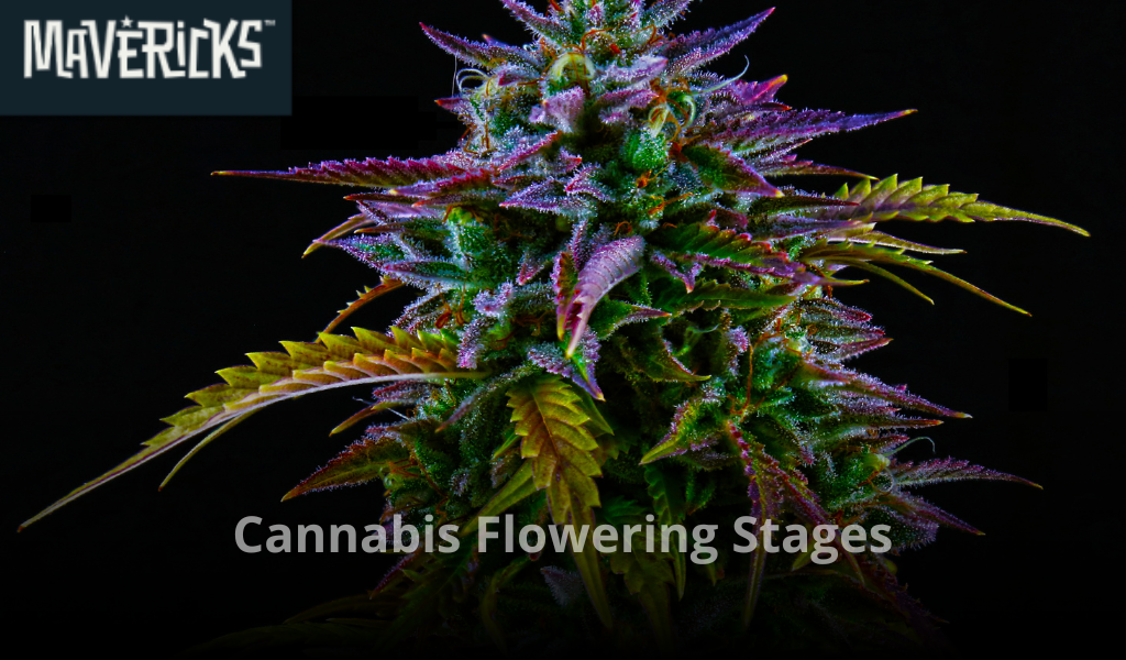 Cannabis Flowering Stages: Week-by-Week Guide to Bud Development