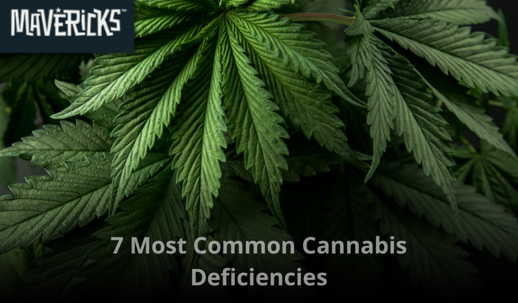 7 Most Common Cannabis Deficiencies and How to Fix Them