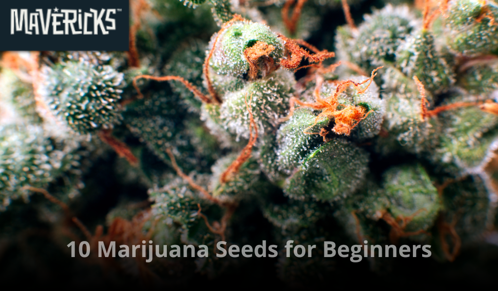 10 Best Marijuana Seeds for Beginners (Available at Mavericks Genetics USA)