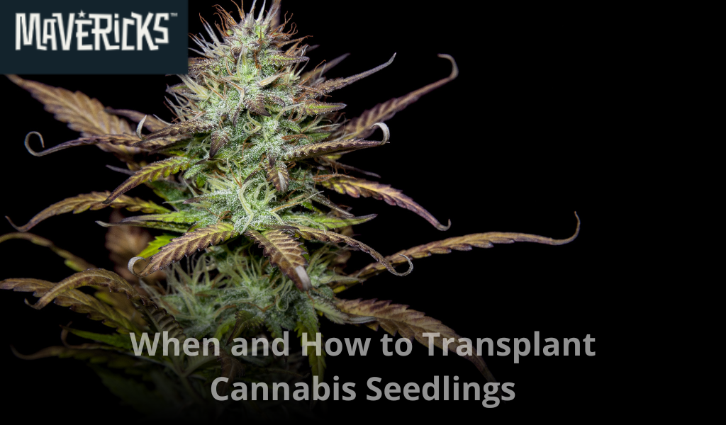 When and How to Transplant Cannabis Seedlings: A Step-by-Step Guide