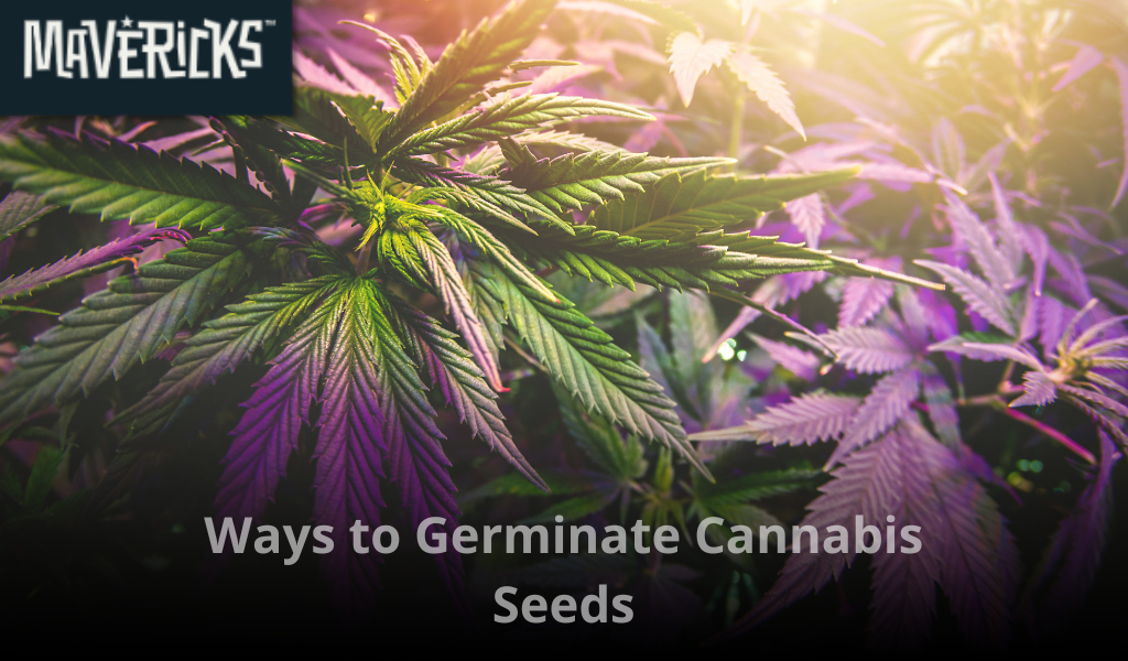 10 Ways to Germinate Cannabis Seeds: A Comprehensive Guide