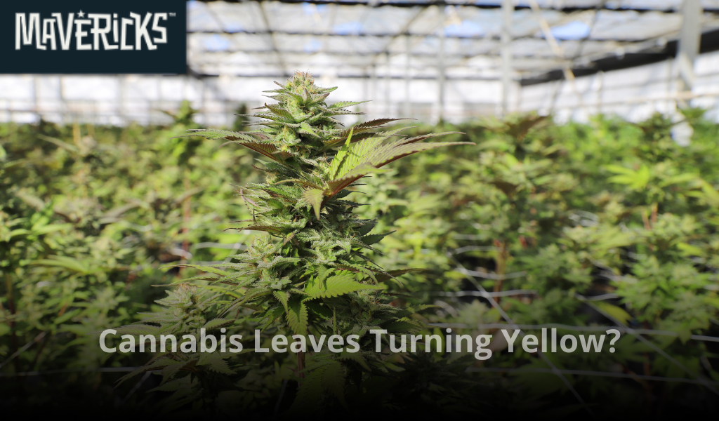 Why are my cannabis leaves turning yellow? Causes & fixes
