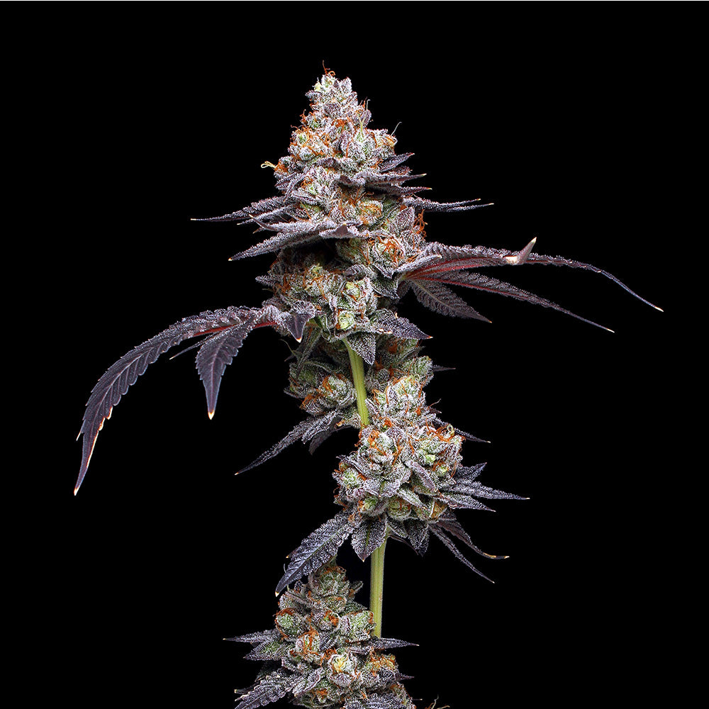 Thin Mint
