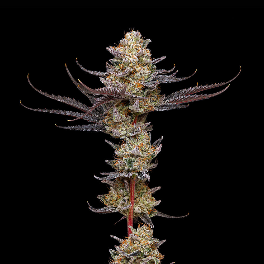 Black Cherry Gelato