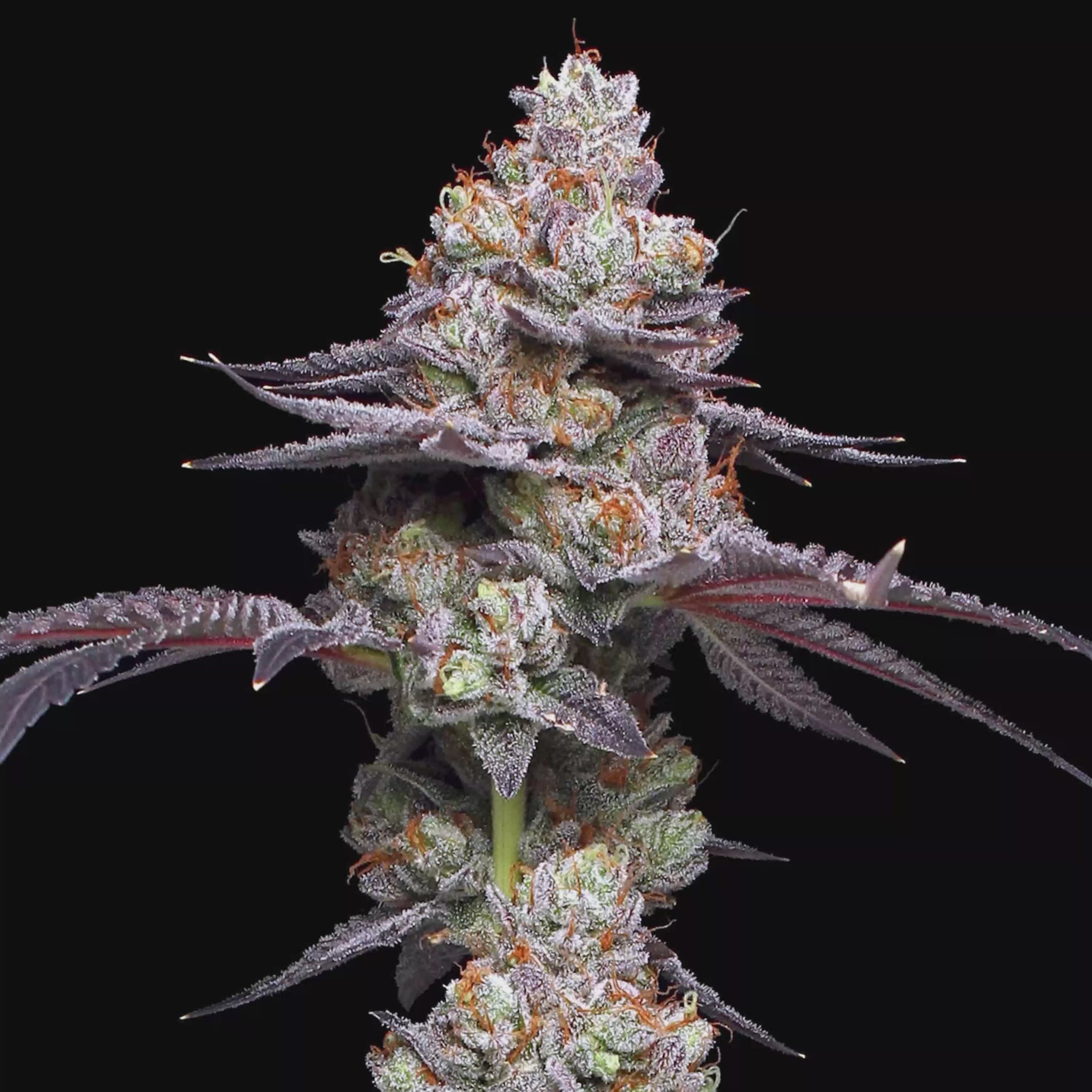 Thin Mint
