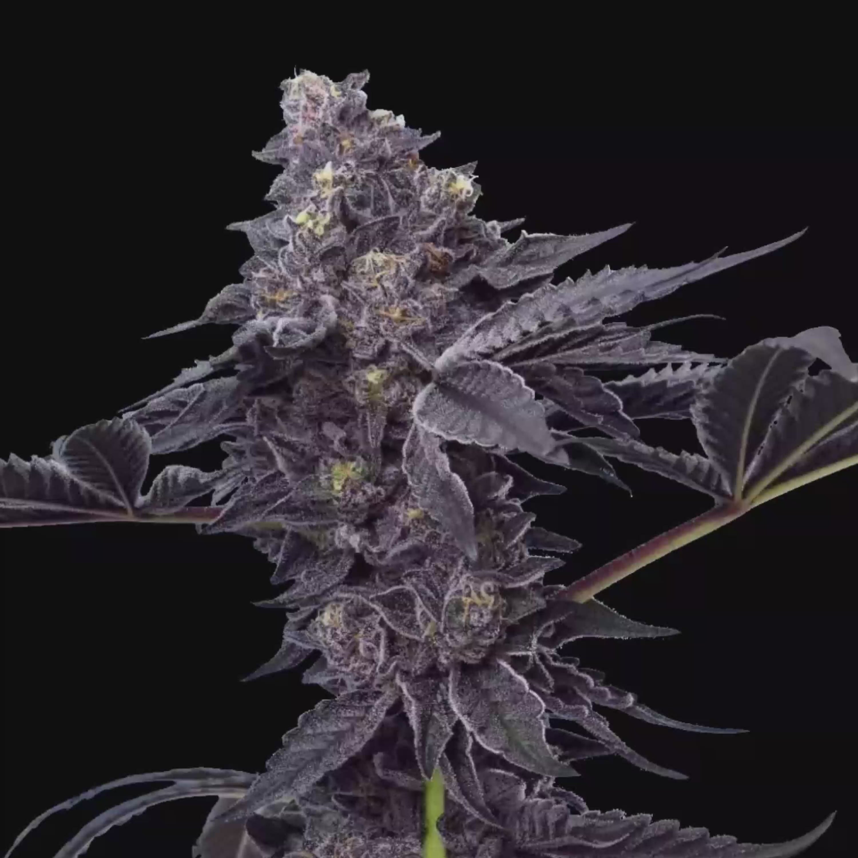 Peanut Butter Breath
