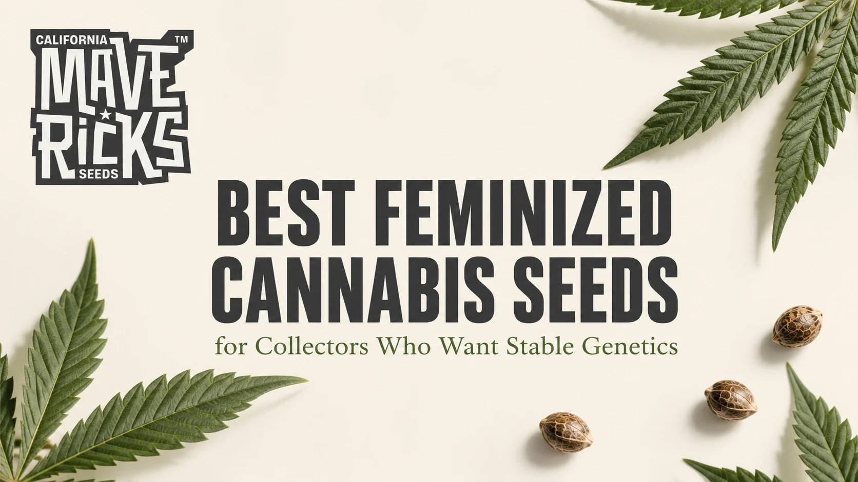 Best Feminized Cannabis Seeds for Collectors Who Want Stable Genetics