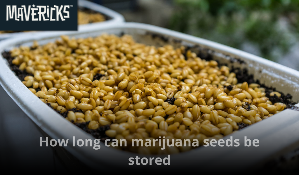 How long can marijuana seeds be stored