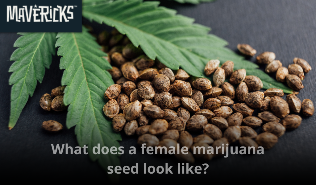 What does a female marijuana seed look like?