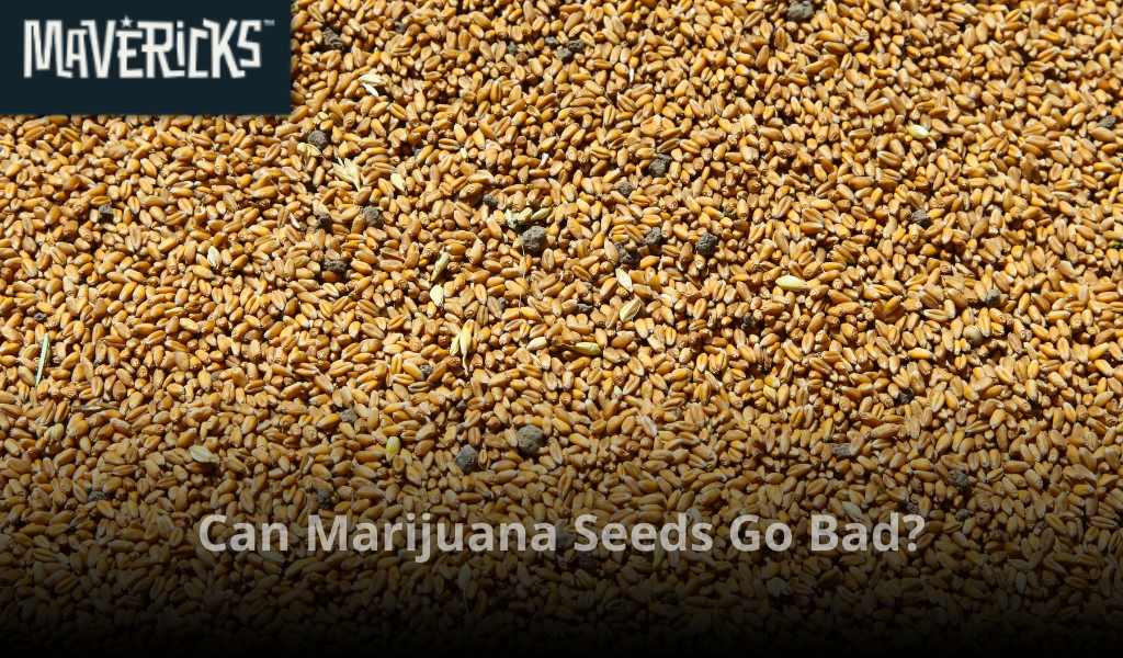 Can Marijuana Seeds Go Bad?