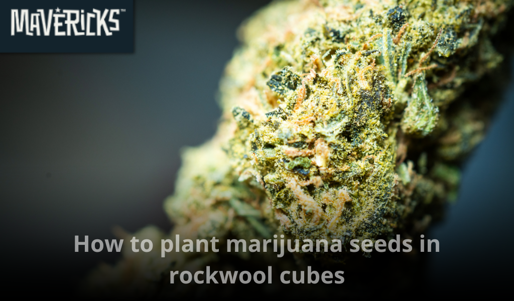 How to plant marijuana seeds in rockwool cubes: A complete guide for hydroponic germination