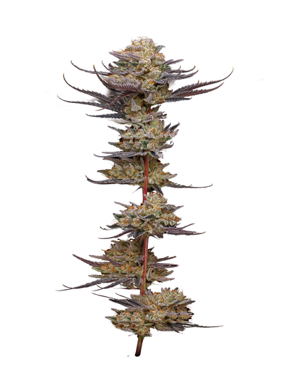 Black Cherry Gelato